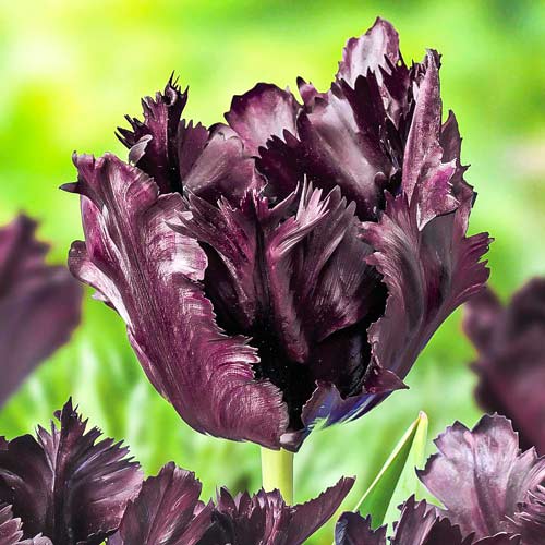 Тюльпан попугайный Фрозен Найт изображение 1 артикул 67859