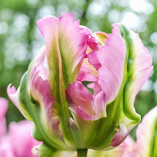 Тюльпан попугайный Грин Вейв изображение 1 артикул 67720