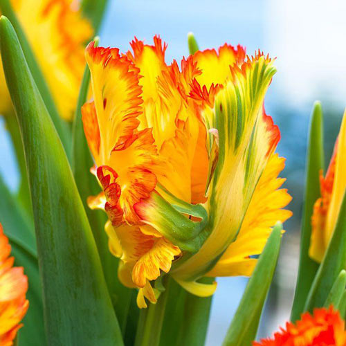 Тюльпан попугайный Карибиан Пэррот изображение 1 артикул 67491