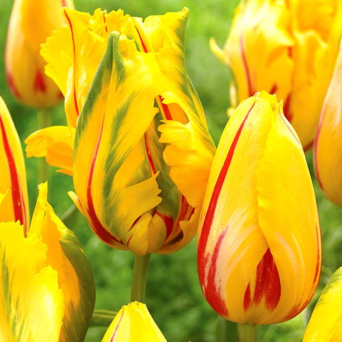 Тюльпан попугайный Ла Куртин Пэррот артикул фото 1 Тюльпан попугайный Ла Куртин Пэррот изображение 1 артикул 70259