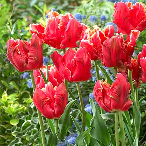 Тюльпан попугайный Лаки Пэррот изображение 1 артикул 67747