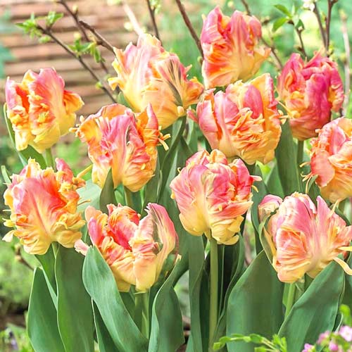 Тюльпан Либретто Пэррот изображение 1 артикул 67750