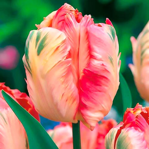 Тюльпан попугайный Либретто Пэррот изображение 1 артикул 67493