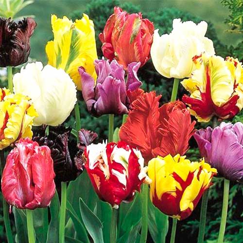 Тюльпан попугайный, микс изображение 1 артикул 68085