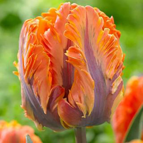 Тюльпан попугайный Оранж Рококо изображение 1 артикул 67784