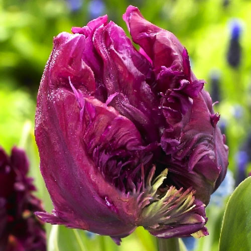 Тюльпан попугайный Пэррот Принц изображение 1 артикул 68093