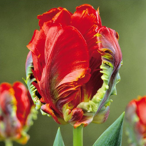 Тюльпан попугайный Рококо изображение 1 артикул 67817