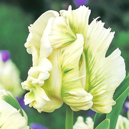 Тюльпан попугайный Супер Пэррот изображение 1 артикул 67802