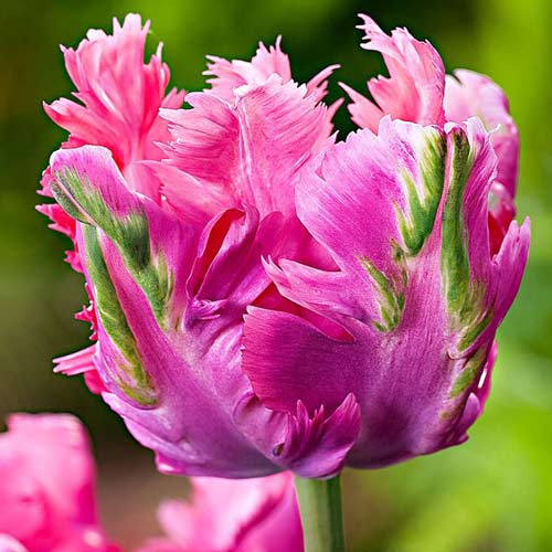Тюльпан попугайный Веберс Пэррот Пинк изображение 1 артикул 67711