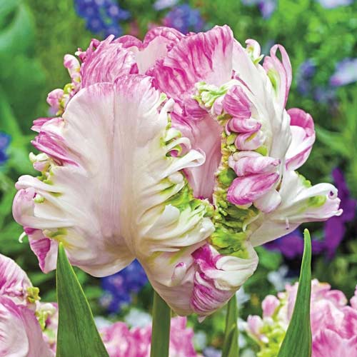 Тюльпан попугайный Веберс Пэррот изображение 1 артикул 67710