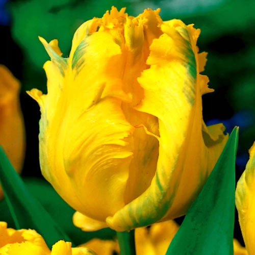 Тюльпан попугайный Йоко Пэррот изображение 1 артикул 67736