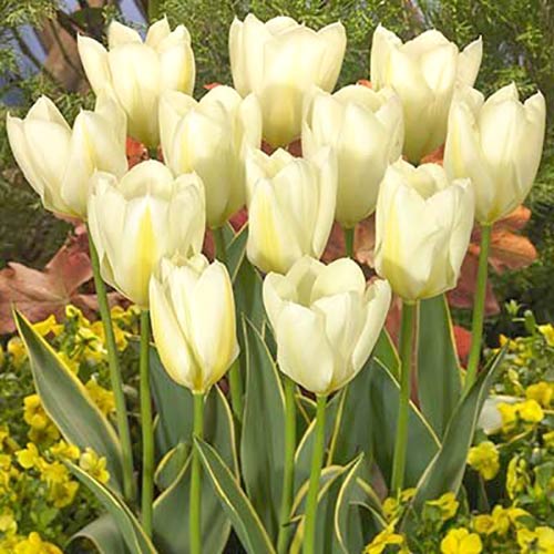 Тюльпан Фостера Пуриссима Дизайн изображение 1 артикул 68045