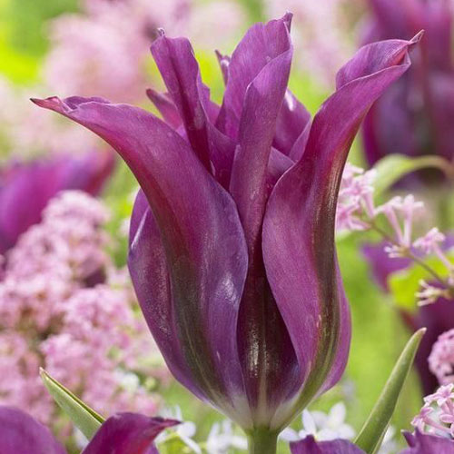 Тюльпан лилиецветный Пурпл Долл артикул фото 1 Тюльпан лилиецветный Пурпл Долл изображение 1 артикул 67808