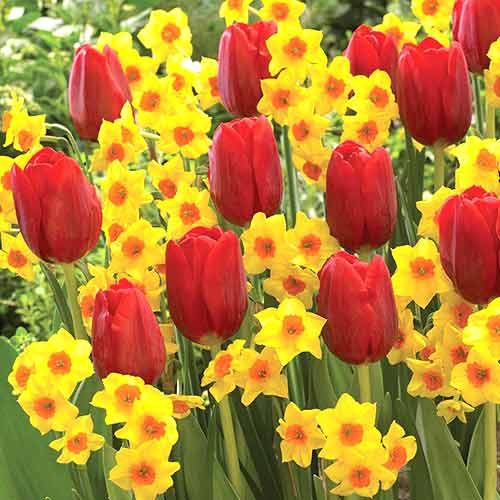 Супер корзина! Комплект тюльпанов Солнечная долина, микс изображение 1 артикул 67816