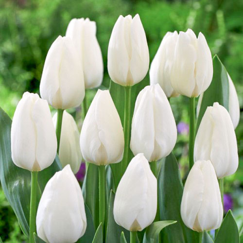 Тюльпан Триумф Роял Вирджин артикул фото 1 Тюльпан Триумф Роял Вирджин изображение 1 артикул 67819