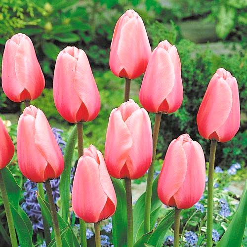 Тюльпан Дарвина Салмон Импрешн изображение 1 артикул 67824