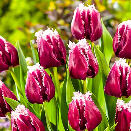 Тюльпан бахромчатый Сан Пабло изображение 1 артикул 67826