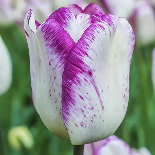 Тюльпан Триумф Ширли изображение 1 артикул 68114