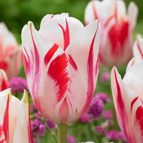 Тюльпан Триумф Сорбет изображение 1 артикул 67835