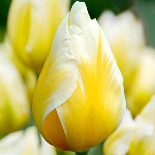 Тюльпан Фостера Свитхарт изображение 1 артикул 67830