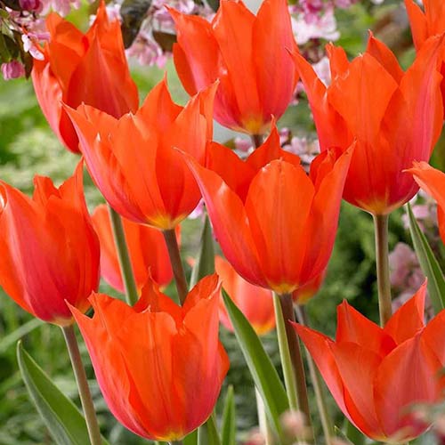 Тюльпан Темпл'с Фэйворит изображение 1 артикул 70262