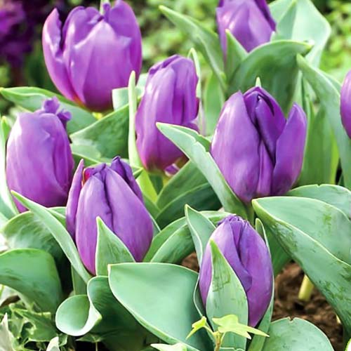 Тюльпан Триумф Бейби Блю артикул фото 1 Тюльпан Триумф Бейби Блю изображение 1 артикул 68996