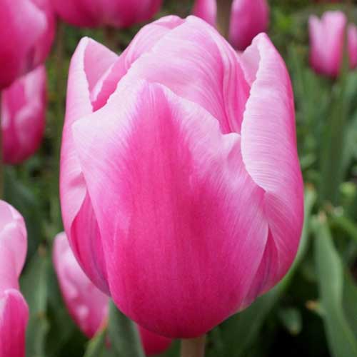 Тюльпан Триумф Болрей Прайс изображение 1 артикул 70247