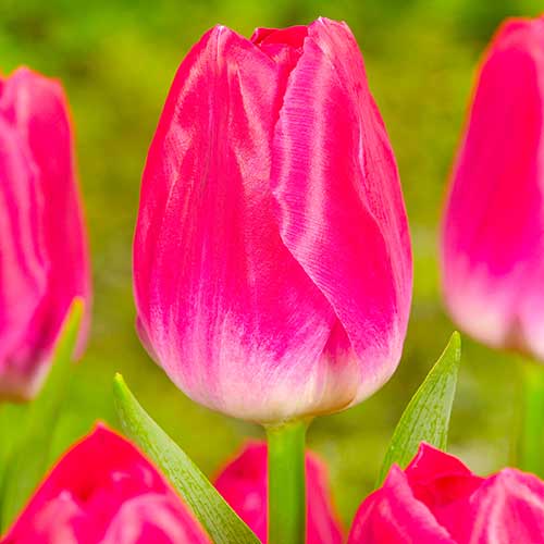 Тюльпан Триумф Болроял Альфа изображение 1 артикул 70294