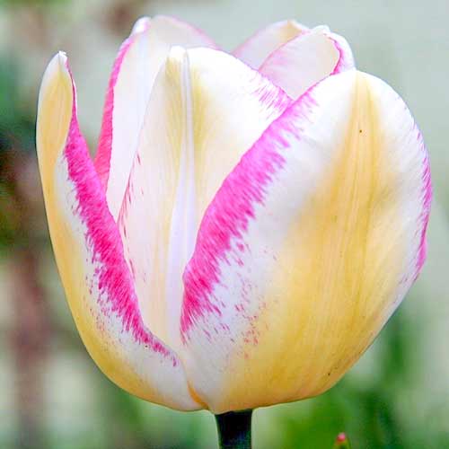 Тюльпан Триумф Флэминг Эдж артикул фото 1 Тюльпан Триумф Флэминг Эдж изображение 1 артикул 70312