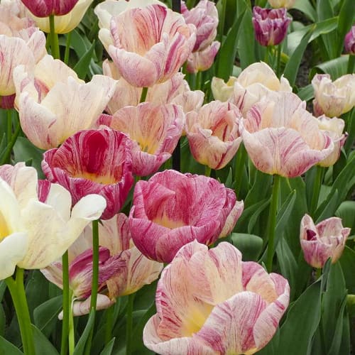 Тюльпан Триумф Канок артикул фото 1 Тюльпан Триумф Канок изображение 1 артикул 68407