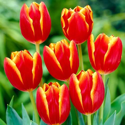 Тюльпан Триумф Лаура Фьюджи изображение 1 артикул 70251