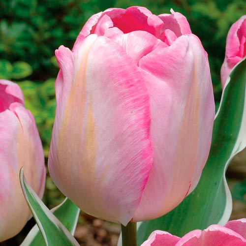 Тюльпан Нью Дизайн изображение 1 артикул 67506