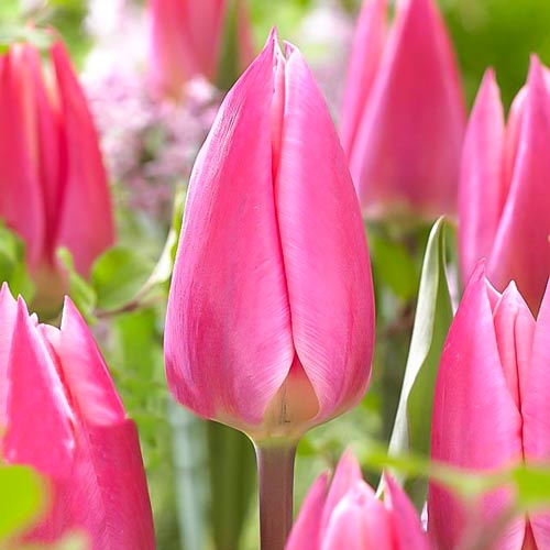 Тюльпан Пинк Сюрпрайз изображение 1 артикул 67504