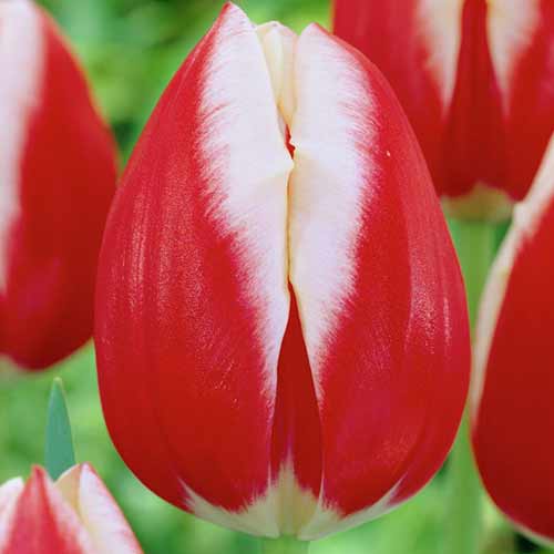 Тюльпан Триумф Пол Позишн изображение 1 артикул 70219