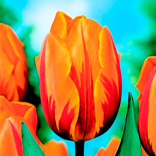 Тюльпан Триумф Принцесс Маргарет артикул фото 1 Тюльпан Триумф Принцесс Маргарет изображение 1 артикул 68998