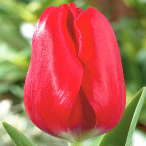 Тюльпан Триумф Ред Булл изображение 1 артикул 70261