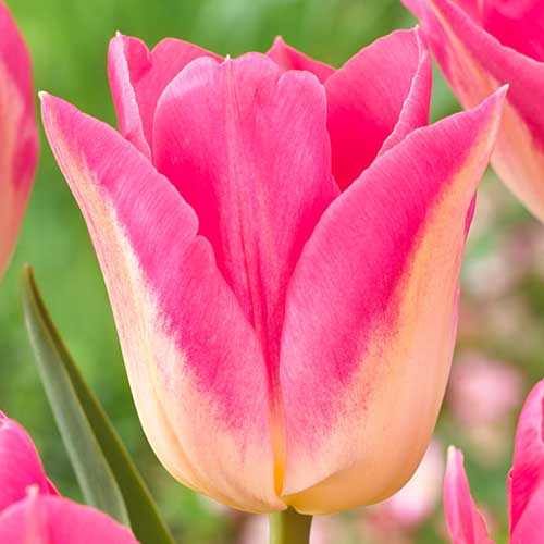 Тюльпан Триумф Роял Тен изображение 1 артикул 70308