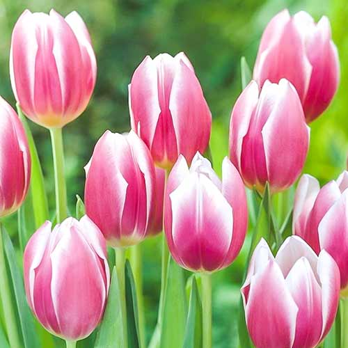 Тюльпан Триумф Синаеда Блю изображение 1 артикул 70310