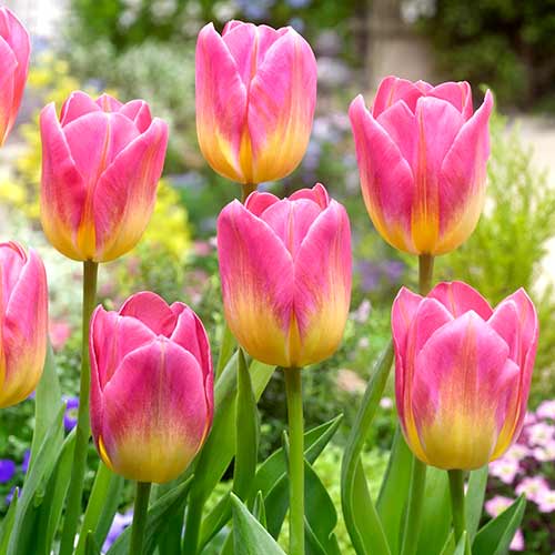 Тюльпан Триумф Том Паус изображение 1 артикул 70311