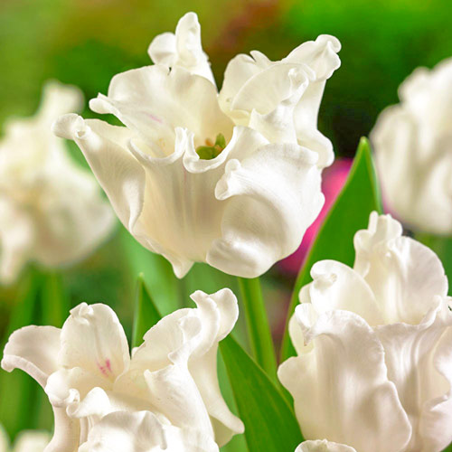 Тюльпан Триумф Вайт Либерстар изображение 1 артикул 67848