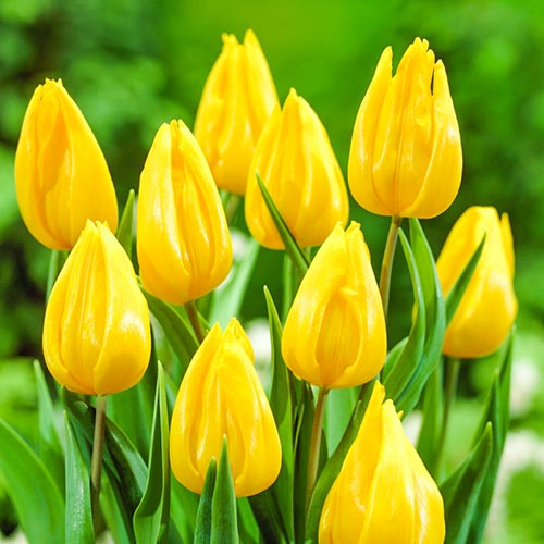 Тюльпан Йокохама изображение 1 артикул 67737