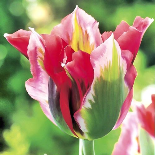 Тюльпан Эсперанто изображение 1 артикул 67514