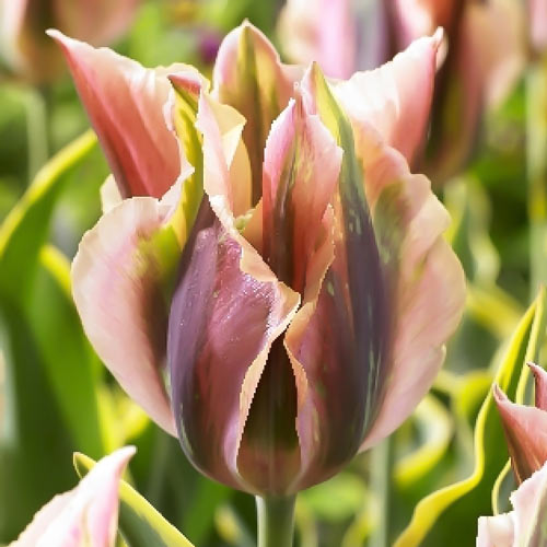 Тюльпан зеленоцветный Грин Ривер артикул фото 1 Тюльпан зеленоцветный Грин Ривер изображение 1 артикул 68991