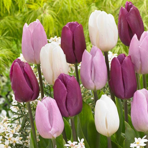 Тюльпаны Принц, микс изображение 1 артикул 68051