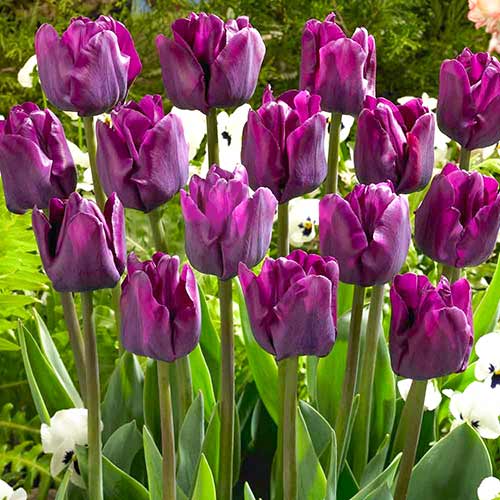 Тюльпаны виноградные цвета, микс изображение 1 артикул 67818