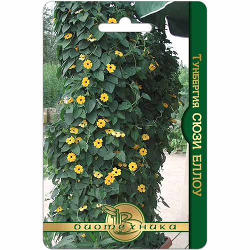 Тунбергия Сюзи Еллоу Биотехника изображение 1 артикул 74130