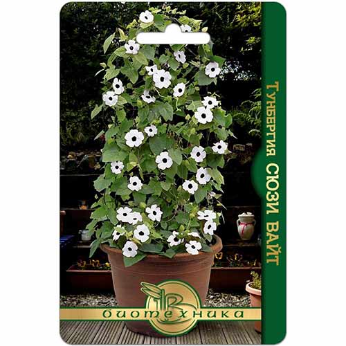 Тунбергия Сюзи Вайт Биотехника изображение 1 артикул 74129