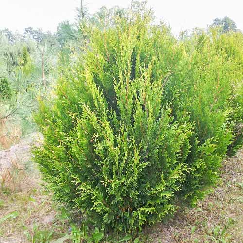 Туя складчатая Корник изображение 1 артикул 8395