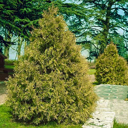 Туя складчатая Зебрина изображение 1 артикул 9453