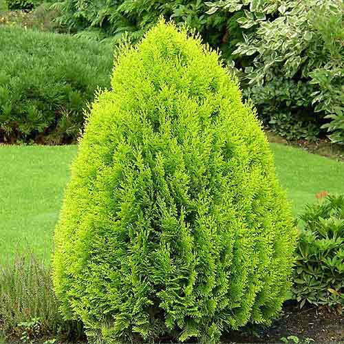 Туя восточная Пирамидалис Ауреа изображение 1 артикул 9447